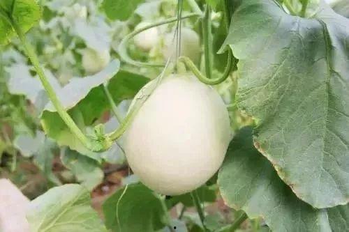 青海网红吃瓜事件,揭秘网络舆论的风暴与真相  第3张