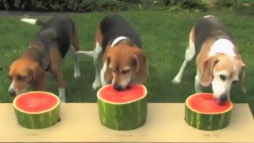 狗妹吃瓜,揭秘娱乐圈的幕后故事  第3张