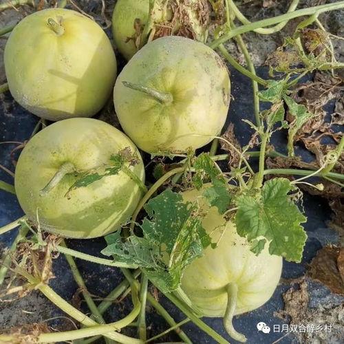 线瓜咋吃  第1张