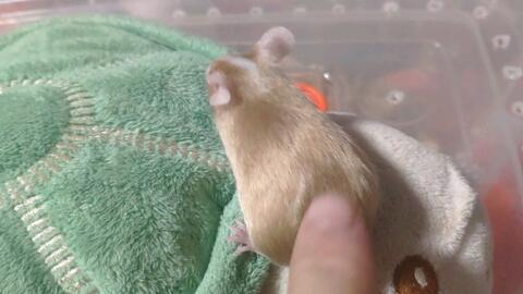 吃瓜群众老鼠视频,老鼠视频引发全网关注  第1张