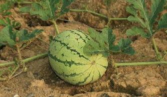 开车吃路边瓜,一场独特的路边美食体验 第1张 开车吃路边瓜,一场独特的路边美食体验 第1张