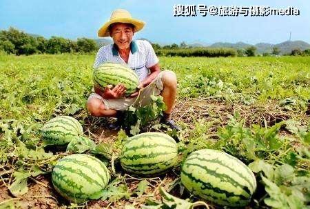 开车吃路边瓜,一场独特的路边美食体验 第3张 开车吃路边瓜,一场独特的路边美食体验 第3张