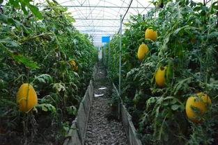 吃瓜黄网站,热门话题背后的真相与争议 第1张 吃瓜黄网站,热门话题背后的真相与争议 第1张