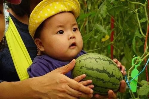 梦见家人吃瓜我没有吃瓜,家人共享却我独缺的瓜味之谜  第2张