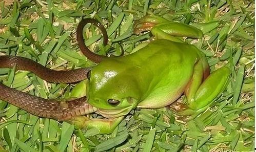 绿头青蛙吃瓜,绿头青蛙的夏日瓜果盛宴  第1张