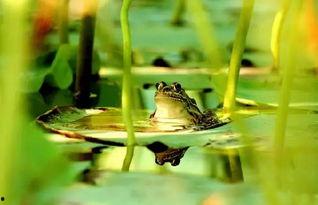 绿头青蛙吃瓜,绿头青蛙的夏日瓜果盛宴  第2张