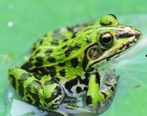 绿头青蛙吃瓜,绿头青蛙的夏日瓜果盛宴  第3张