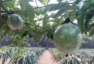 鑫仔吃瓜,揭秘娱乐圈幕后故事 第1张 鑫仔吃瓜,揭秘娱乐圈幕后故事 第1张