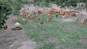 拆谷子吃瓜,传统农作与夏日美食的完美邂逅 第2张 拆谷子吃瓜,传统农作与夏日美食的完美邂逅 第2张