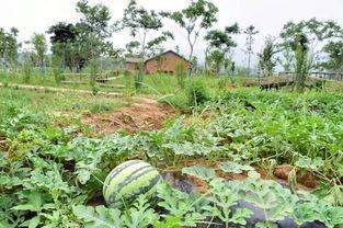 最新吃瓜社,揭秘明星背后的惊人真相! 第2张 最新吃瓜社,揭秘明星背后的惊人真相! 第2张