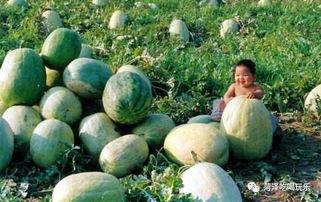 二细吃瓜,揭秘娱乐圈幕后故事 第1张 二细吃瓜,揭秘娱乐圈幕后故事 第1张