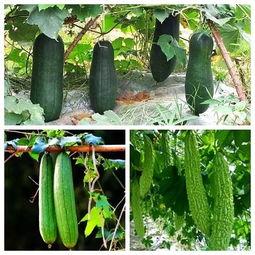 秋天吃瓜了吗  第3张