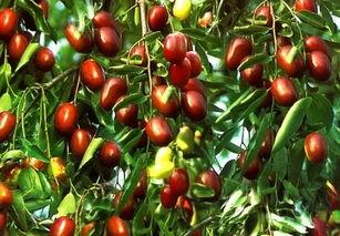 空腹吃瓜枣,养生还是伤身？揭秘瓜枣的食用奥秘  第2张