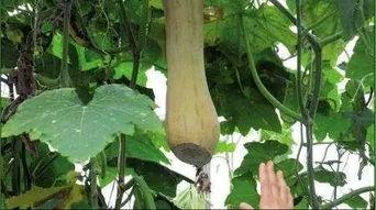 花海九尾吃瓜,揭秘吃瓜背后的娱乐风云  第2张