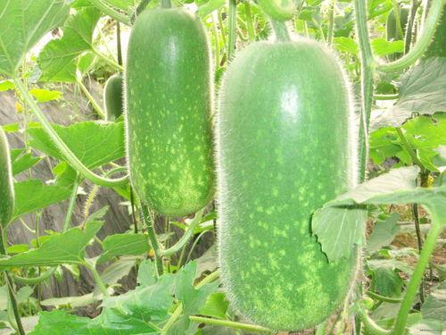 吃瓜628,一场全民狂欢背后的故事