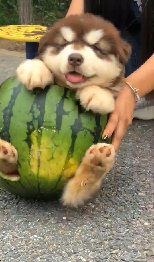 小狗仔吃瓜 第2张 小狗仔吃瓜 第2张