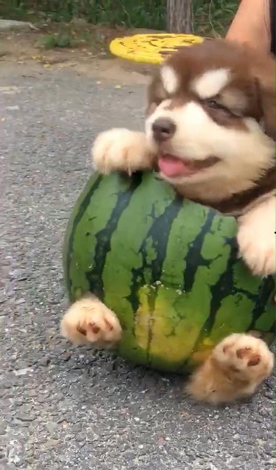 小狗仔吃瓜 第3张 小狗仔吃瓜 第3张