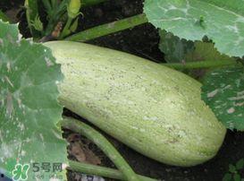 角瓜老了怎么吃,探索角瓜的“第二春”  第3张