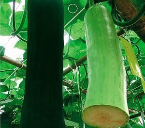 长的瓜怎么吃,解锁美味新境界 第2张 长的瓜怎么吃,解锁美味新境界 第2张