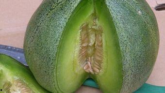 婴儿吃绿宝瓜,宝宝辅食新选择,营养美味两不误 第2张 婴儿吃绿宝瓜,宝宝辅食新选择,营养美味两不误 第2张