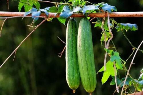 17吃瓜一起免费吃瓜,免费共享瓜界狂欢 第2张 17吃瓜一起免费吃瓜,免费共享瓜界狂欢 第2张