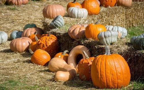 南丰吃瓜,探寻夏日消暑美食之旅 第3张 南丰吃瓜,探寻夏日消暑美食之旅 第3张