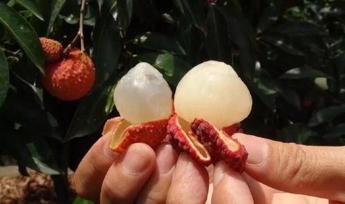 福建新娘瓜在哪吃,探寻最佳品尝之地  第2张