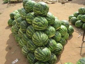 福建新娘瓜在哪吃,探寻最佳品尝之地  第3张