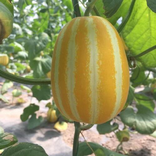 真地道吃瓜,揭秘夏日消暑美食之旅  第3张