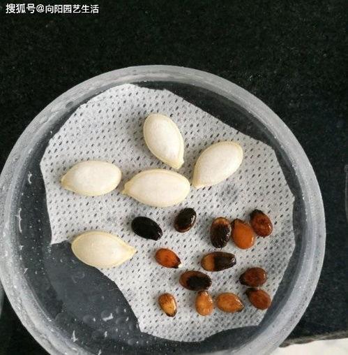 裹毛巾吃瓜,夏日清凉新风尚 第2张 裹毛巾吃瓜,夏日清凉新风尚 第2张