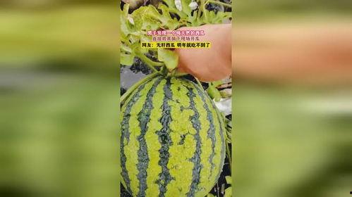 吃无籽瓜不好,为何吃无籽瓜可能不利健康  第1张