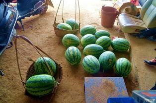 田阿姨吃瓜,瓜香四溢的悠闲时光  第3张