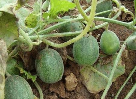 吃瓜小球,揭秘娱乐圈的幕后故事  第3张