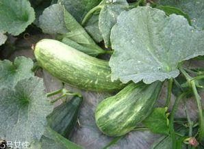 细瓜怎么吃,探索美味新境界  第1张