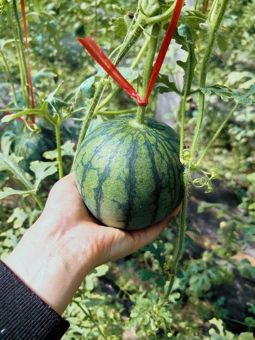 王剑吃瓜,揭秘娱乐圈幕后故事  第3张