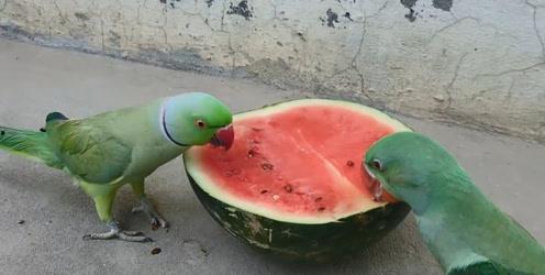 喂朋友吃瓜,喂朋友吃瓜的美好时光 第3张 喂朋友吃瓜,喂朋友吃瓜的美好时光 第3张