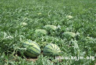 梦见摘山瓜吃,摘山瓜食的奇幻体验 第2张 梦见摘山瓜吃,摘山瓜食的奇幻体验 第2张