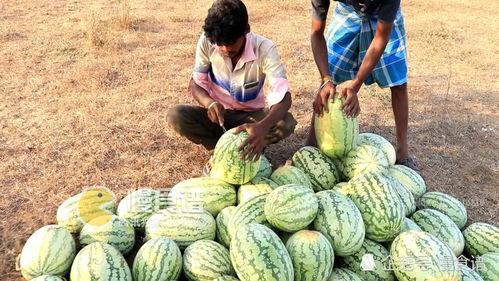 梦见摘山瓜吃,摘山瓜食的奇幻体验 第3张 梦见摘山瓜吃,摘山瓜食的奇幻体验 第3张