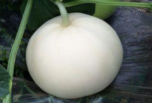 晚上可以吃梨瓜吗,适宜还是禁忌？