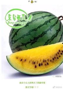 吃瓜速度是多少,瓜速惊人！揭秘吃瓜群众的消化速度