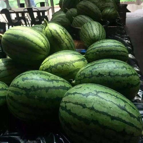 吃瓜速度是多少,瓜速惊人！揭秘吃瓜群众的消化速度  第3张