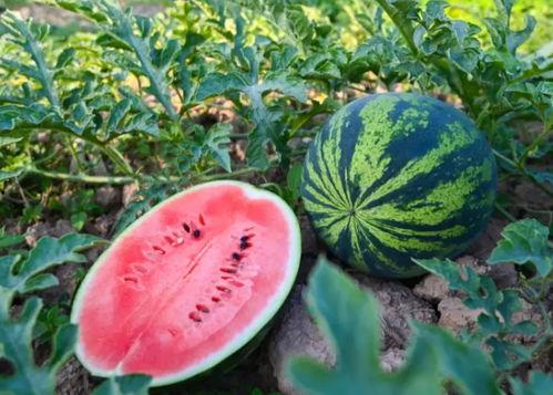 郓城吃瓜吧  第2张