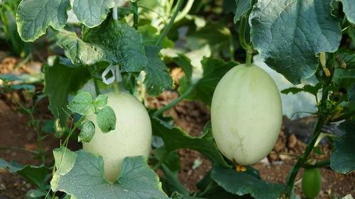 极品诗带你吃瓜,跟随极品诗篇探寻美食之旅  第3张