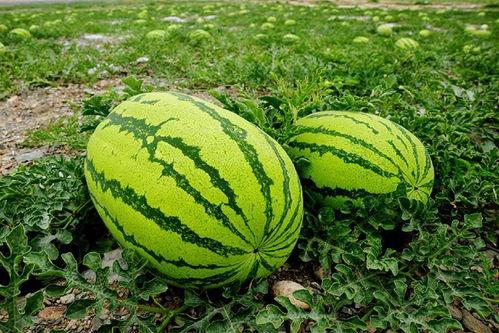 大布衫子吃瓜,揭秘娱乐圈幕后故事 第2张 大布衫子吃瓜,揭秘娱乐圈幕后故事 第2张