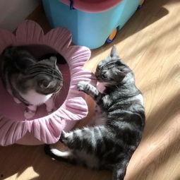 吃瓜喵的日常,揭秘娱乐圈那些事儿  第2张