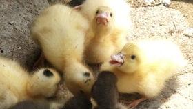 吃瓜小鸭子,吃瓜小鸭子的趣味生活揭秘