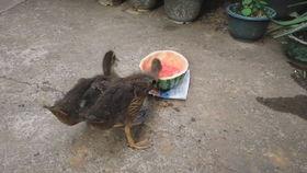 吃瓜小鸭子,吃瓜小鸭子的趣味生活揭秘 第2张 吃瓜小鸭子,吃瓜小鸭子的趣味生活揭秘 第2张