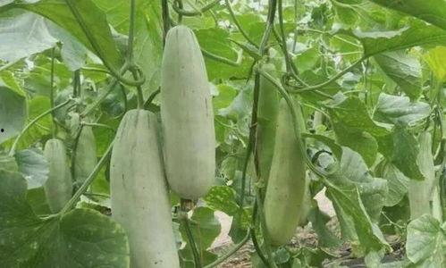 儿童可以吃羊角瓜,儿童营养佳品，助力健康成长  第3张