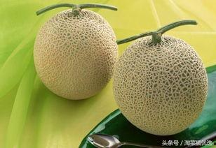 吃网纹哈密瓜视频,视频带你一探究竟
