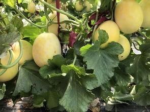 扶老人吃瓜,吃瓜群众围观下的道德拷问 第2张 扶老人吃瓜,吃瓜群众围观下的道德拷问 第2张